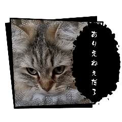 [LINEスタンプ] なんだかなニャンズ②