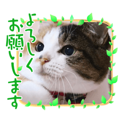 [LINEスタンプ] ゴロゴロにゃんこ3