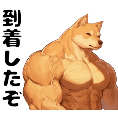 [LINEスタンプ] ムキムキの柴犬