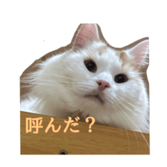 [LINEスタンプ] 〜猫の日常〜