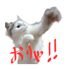 [LINEスタンプ] ターキッシュバンのひめ