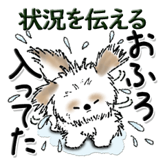 [LINEスタンプ] 新・シーズー犬【自分の状況を伝える】