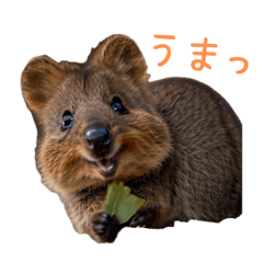 [LINEスタンプ] ハッピーアニマル_クアッカワラビー23の画像（メイン）