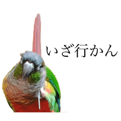 [LINEスタンプ] ウロコインコの主張