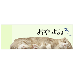 [LINEスタンプ] 付箋ねこたち