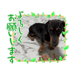 [LINEスタンプ] 森家動くペットスタンプ