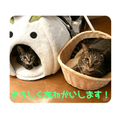 [LINEスタンプ] 寺田家のねこたち