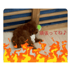 [LINEスタンプ] 犬と人のコラボ！