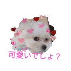 [LINEスタンプ] くう太スタンプ 増えたのでぜひ！かってねー