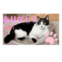 [LINEスタンプ] 我が家のアイドルふうたまです。