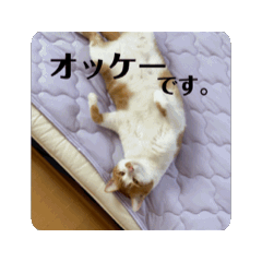 [LINEスタンプ] 茶白猫の動くスタンプ2