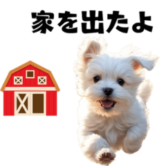 [LINEスタンプ] 待ち合わせのマルチーズ