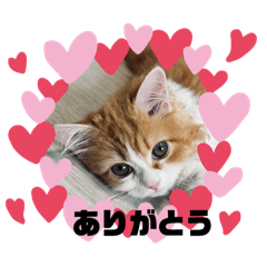 [LINEスタンプ] ミラ様ネコスタンプ