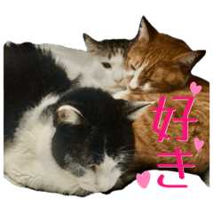 [LINEスタンプ] うちの猫猫にゃん