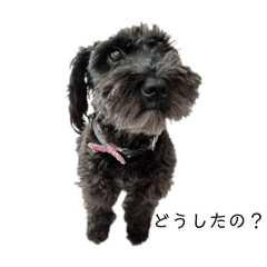 [LINEスタンプ] 我が家のシュナウザーりん