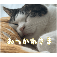 [LINEスタンプ] 保護猫レオくん！その2！