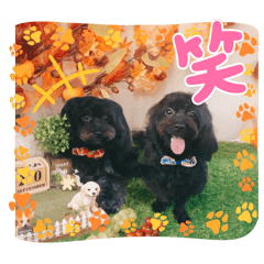 [LINEスタンプ] 山下さんちのLady ＆ Biscoの可愛いスタンプ