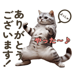 [LINEスタンプ] 面白ポーズの猫ちゃん☆使える日常会話