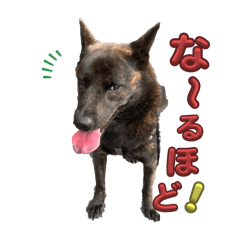 [LINEスタンプ] 甲斐犬 やんちゃBOY