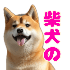 [LINEスタンプ] 使いやすい！柴犬のスタンプ