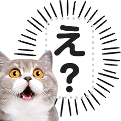 [LINEスタンプ] 驚くリアルな猫で会話しよっ！