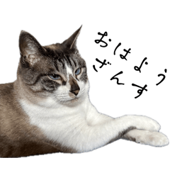 [LINEスタンプ] 亮子の猫は節子