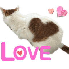 [LINEスタンプ] ペットの里の可愛い子ちゃん(猫ver.2)