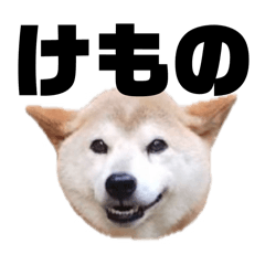 [LINEスタンプ] 柴犬 ふじまる 7