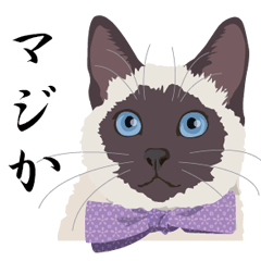 [LINEスタンプ] 3文字で伝える☆シャム猫スタンプ