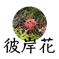 [LINEスタンプ] Lycoris