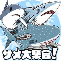 [LINEスタンプ] いろんなサメが毎日使える！SHARK ALL STAR