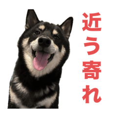 [LINEスタンプ] 黒柴もずくの殿様・武士的上から目線用語集
