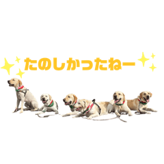 [LINEスタンプ] さくふぁんかちだいもなぺぷ