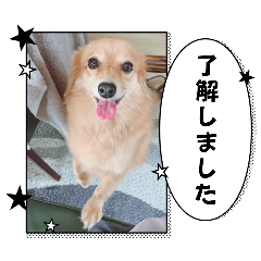 [LINEスタンプ] チロル＆チョコ10の画像（メイン）