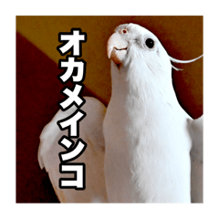 [LINEスタンプ] 白いオカメインコのスタンプ