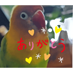 [LINEスタンプ] ハッピーラッキーラブバード♥ボタンインコ