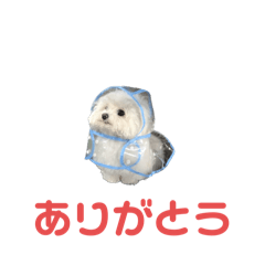 [LINEスタンプ] かわいい犬、