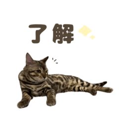 [LINEスタンプ] ジジ.スタンダード