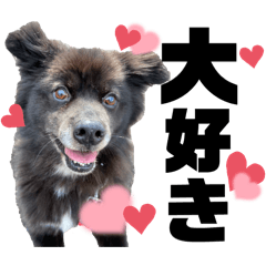 [LINEスタンプ] ペットの里の可愛い子ちゃん(犬ver.2)