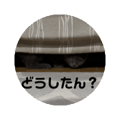 [LINEスタンプ] 動く！ブリショーのよち