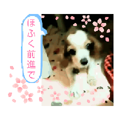 [LINEスタンプ] 動くかわいい子たち