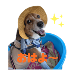 [LINEスタンプ] ビーグル犬くぅの日常