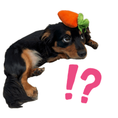 [LINEスタンプ] 愛犬壱スタンプ