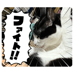 [LINEスタンプ] 愛猫 2024/10