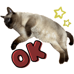 [LINEスタンプ] トンキニーズのトン吉