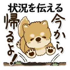 [LINEスタンプ] 柴犬・茶色い犬【自分の状況を伝える】