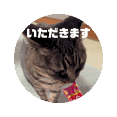 [LINEスタンプ] 動く！トムちゃんスタンプ