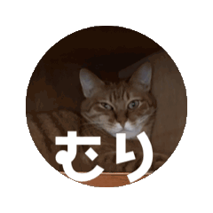 [LINEスタンプ] うちの猫8匹全員集合