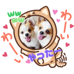[LINEスタンプ] yamamiオリジナルスタンプ！チワワちゃん