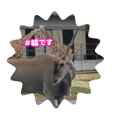 [LINEスタンプ] 動物園＆水族館＆鳥